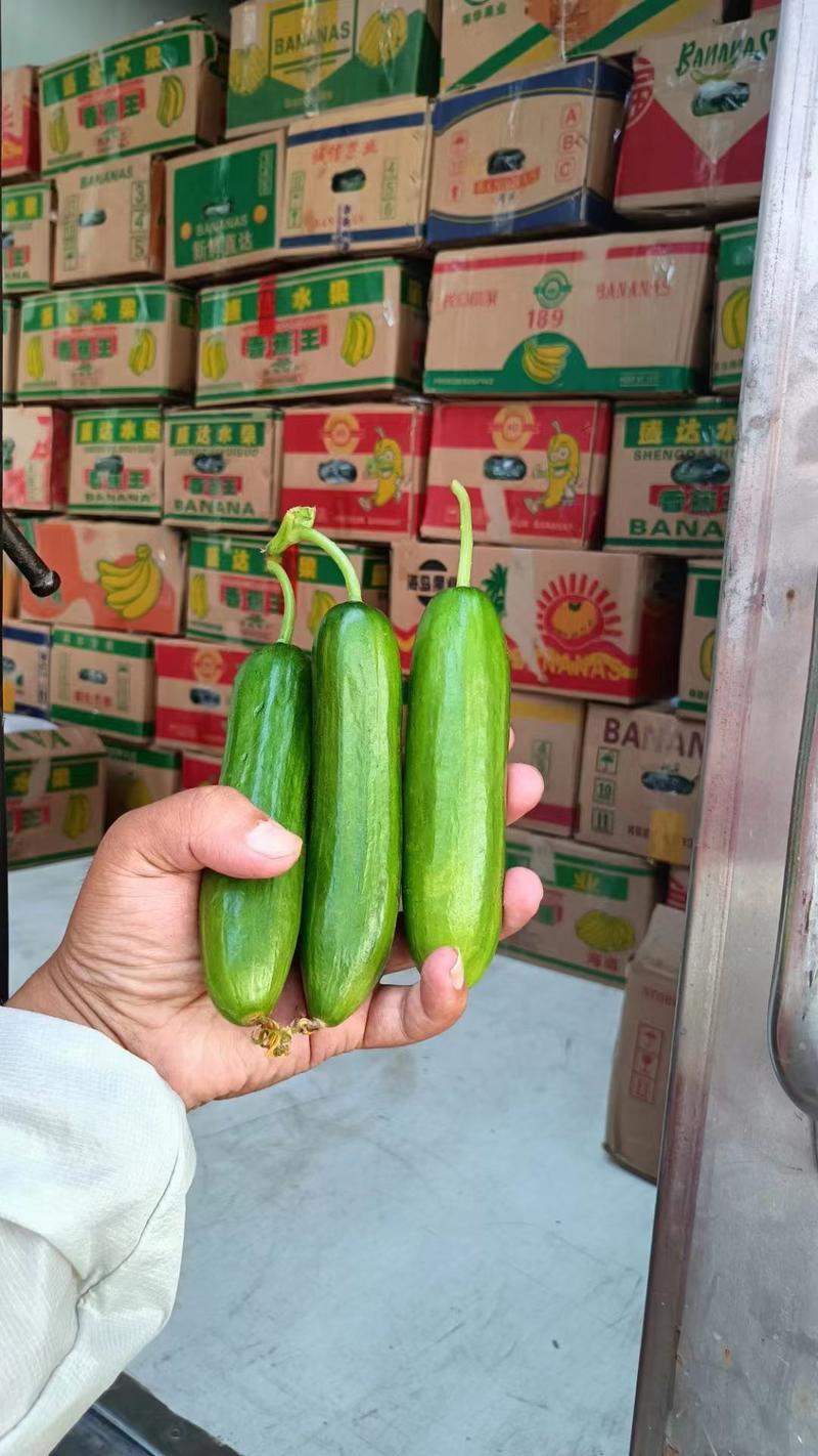 河南精品小黄瓜产地直发大量供应超市电商市场质优价廉