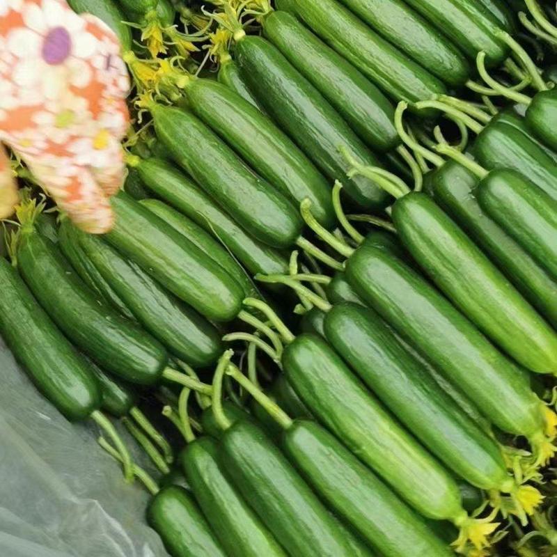 河南精品小黄瓜产地直发大量供应超市电商市场质优价廉