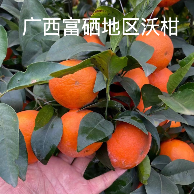 广西富硒地区沃柑，接受预定，公司对接，专业代办代发