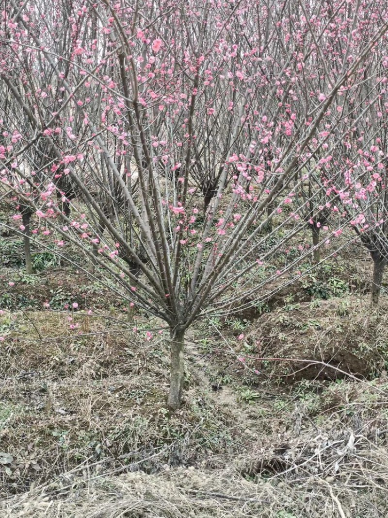 原生骨里红梅1-8公分量大，精品树型5公分45上车