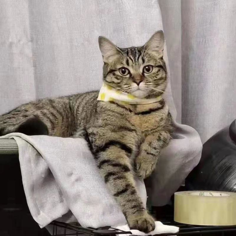 猫