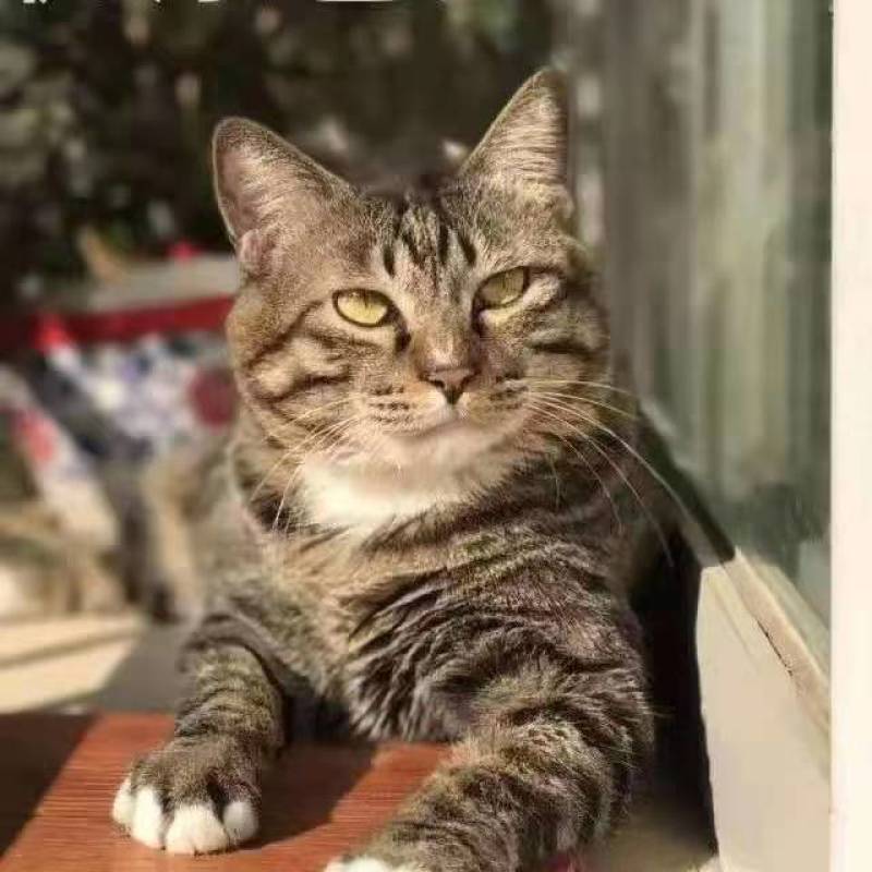 猫