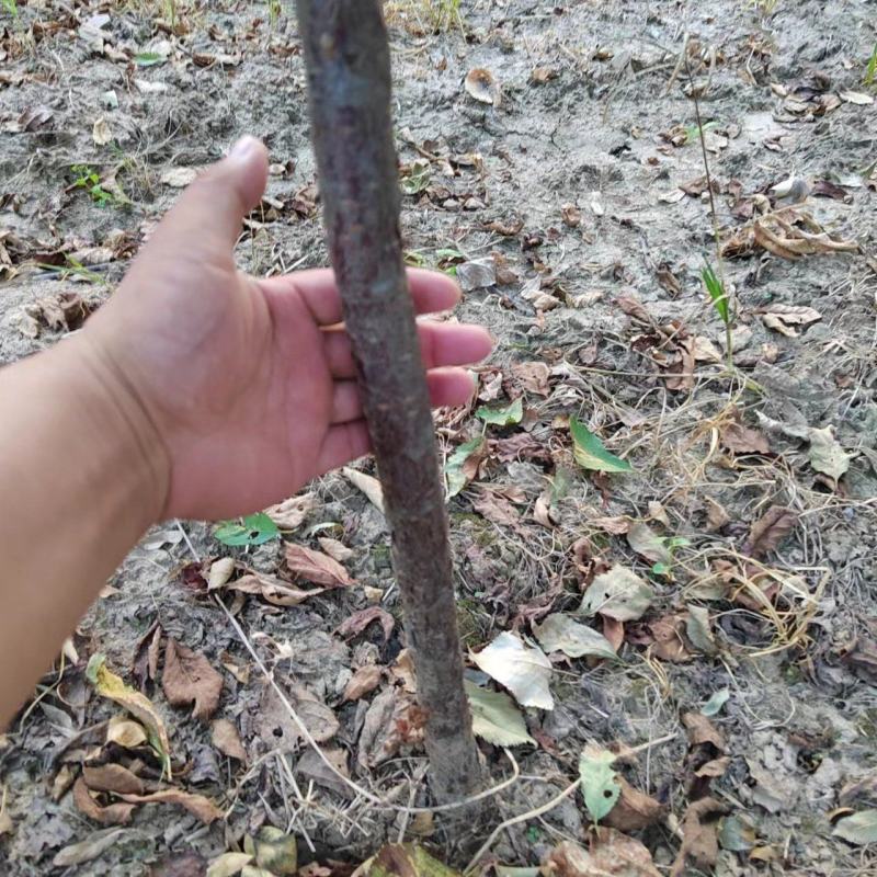 榆叶梅自己种植三公分左右可视频看货，对接全国客户