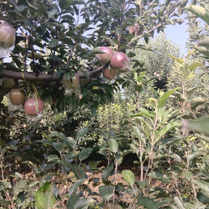 中秋王苹果净树果