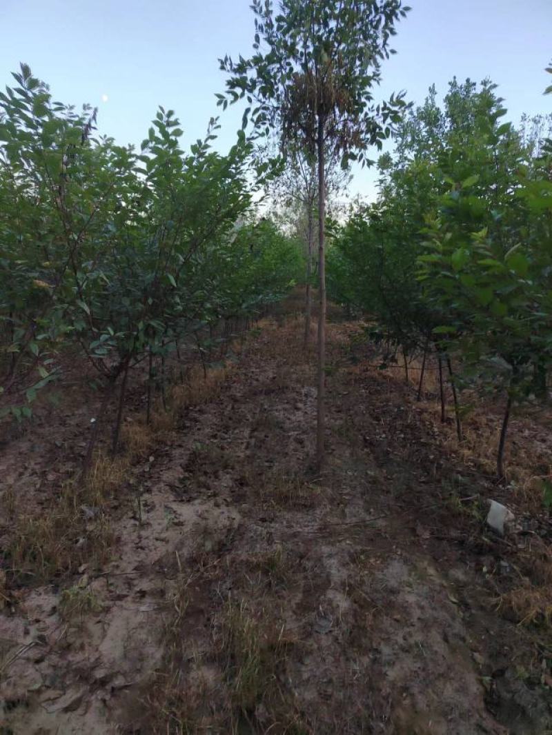 榆叶梅自己种植三公分左右可视频看货，对接全国客户