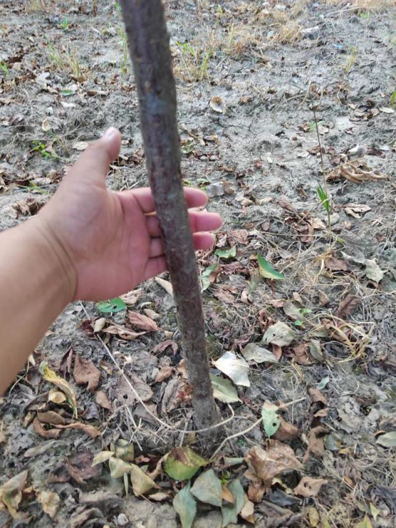 榆叶梅自己种植三公分左右可视频看货，对接全国客户