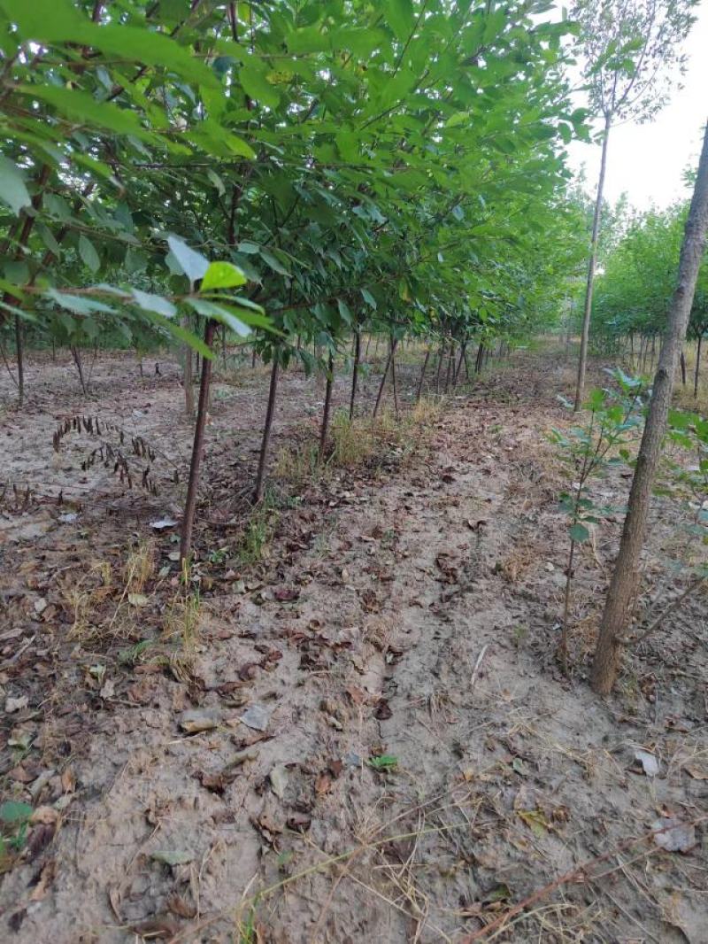 榆叶梅自己种植三公分左右可视频看货，对接全国客户