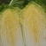 精品黄心大白菜，矮颗黄心白菜，市场货、工厂货、养殖货