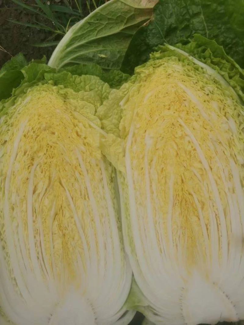 精品黄心大白菜，矮颗黄心白菜，市场货、工厂货、养殖货