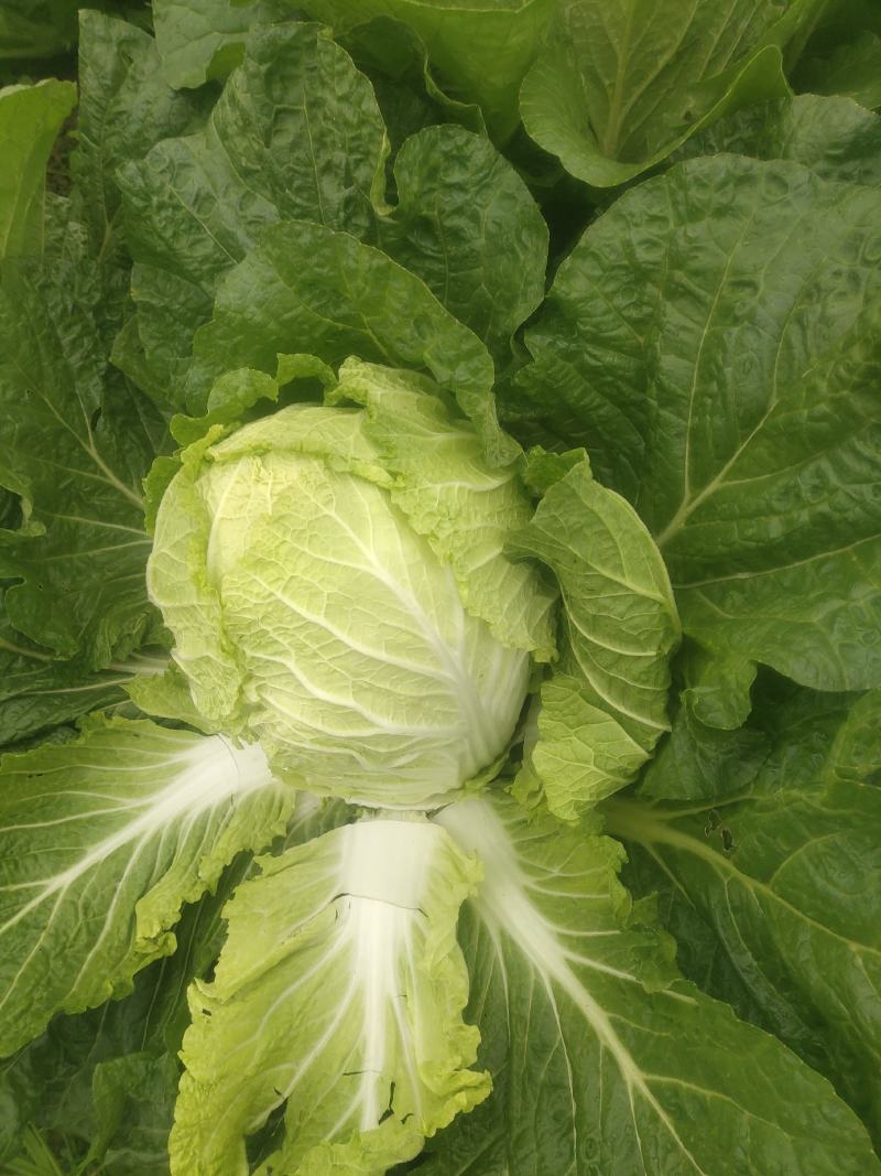 精品黄心大白菜，矮颗黄心白菜，市场货、工厂货、养殖货