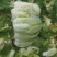 精品黄心大白菜，矮颗黄心白菜，市场货、工厂货、养殖货