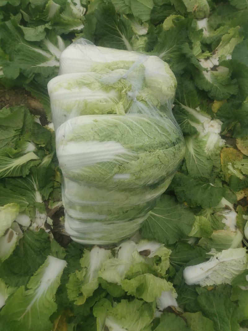 精品黄心大白菜，矮颗黄心白菜，市场货、工厂货、养殖货