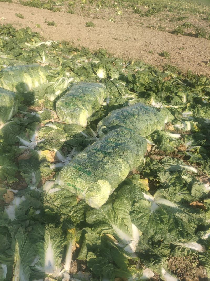 精品黄心大白菜，矮颗黄心白菜，市场货、工厂货、养殖货