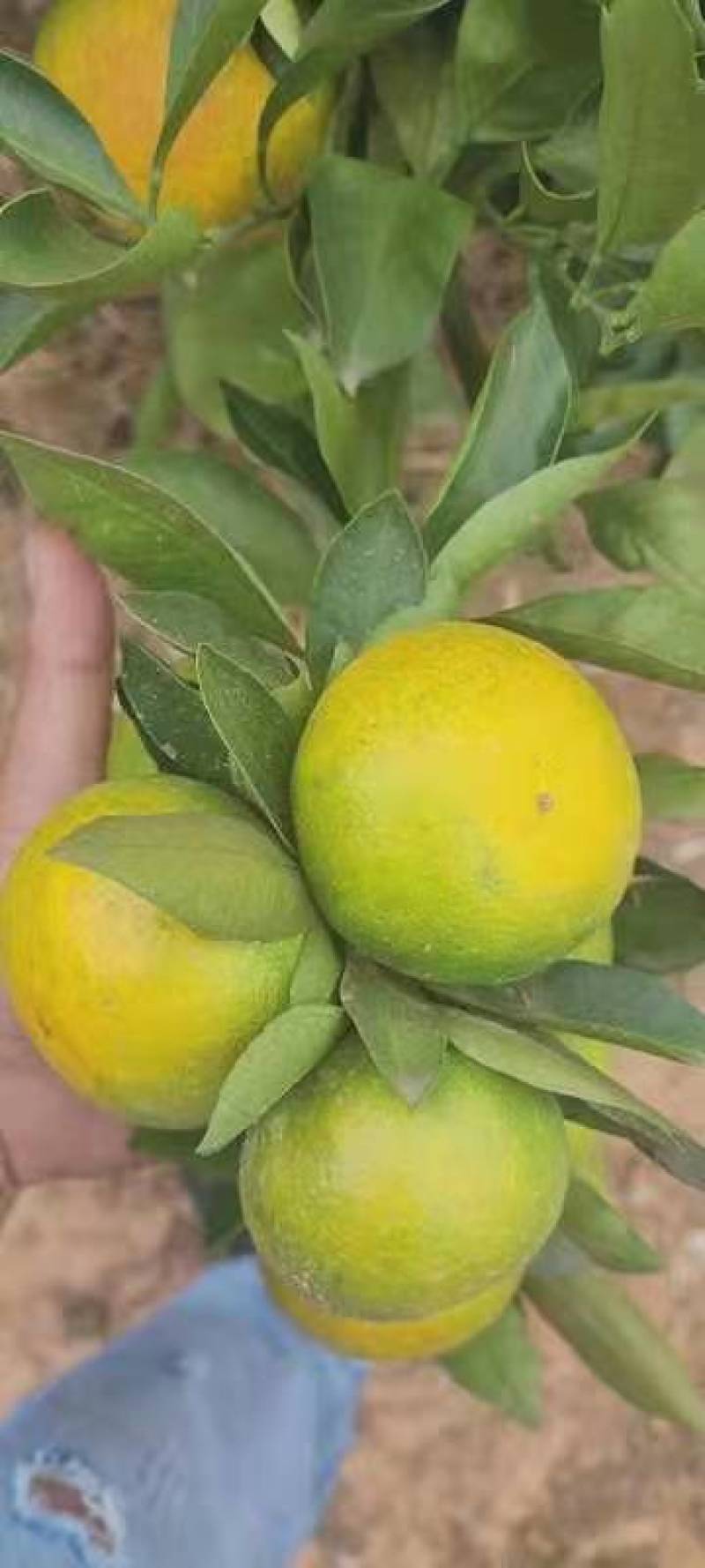 【推荐】湖南精品万亩特早蜜桔，甜蜜多汁，一条龙服务！