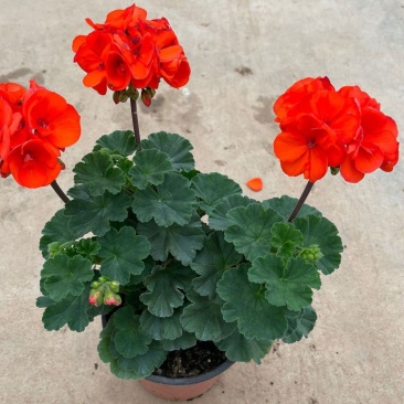 天竺葵盆栽花卉植物室内花易养活重瓣直立大花苗四季绿植带花