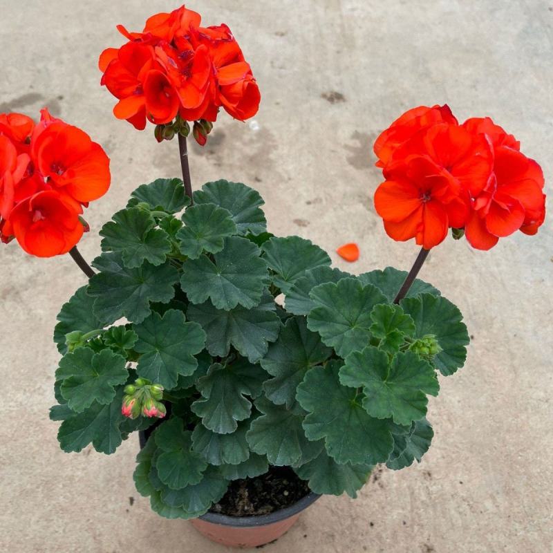 天竺葵盆栽花卉植物室内花易养活重瓣直立大花苗四季绿植带花