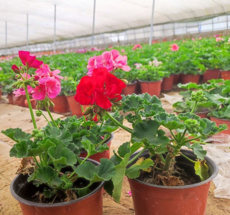 天竺葵盆栽花卉植物室内花易养活重瓣直立大花苗四季绿植带花