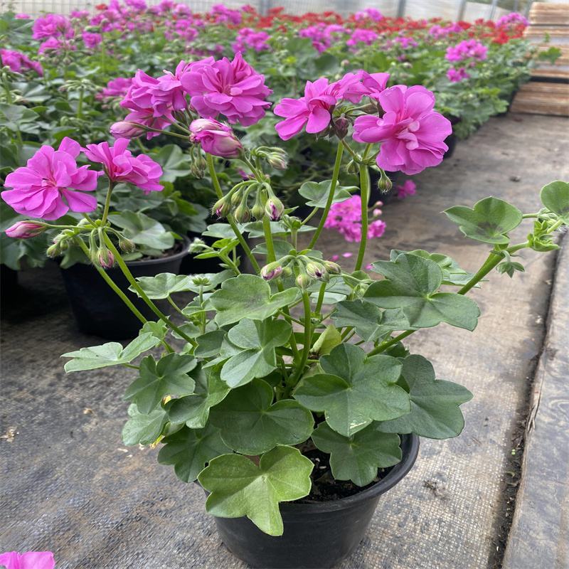 天竺葵盆栽花卉植物室内花易养活重瓣直立大花苗四季绿植带花