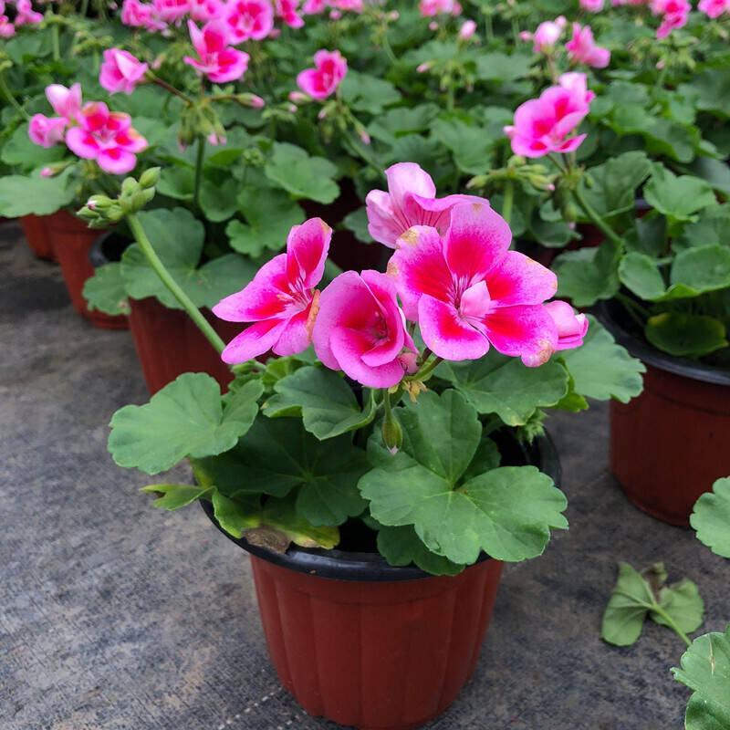 天竺葵盆栽花卉植物室内花易养活重瓣直立大花苗四季绿植带花