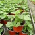 天竺葵盆栽花卉植物室内花易养活重瓣直立大花苗四季绿植带花