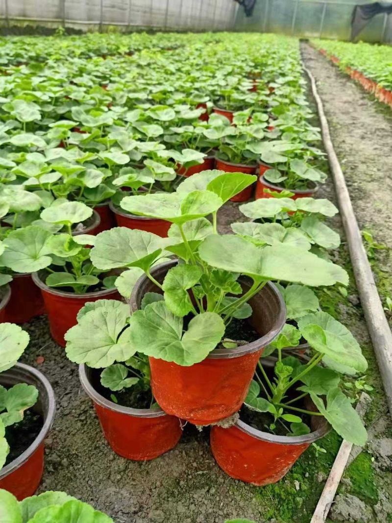 天竺葵盆栽花卉植物室内花易养活重瓣直立大花苗四季绿植带花