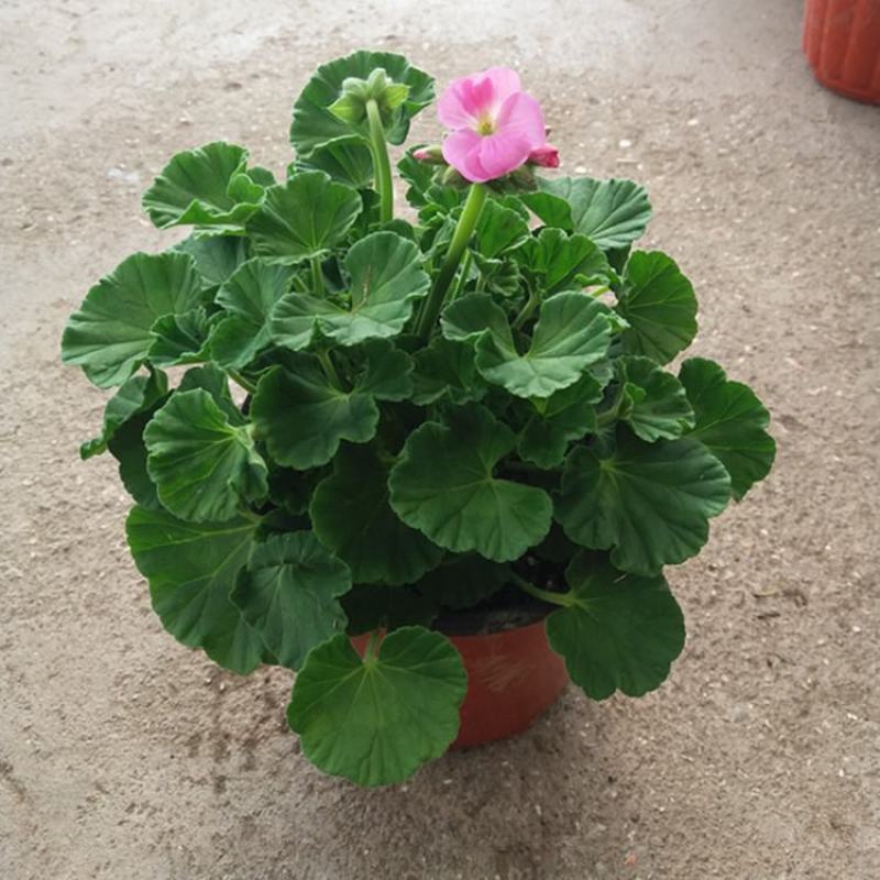 天竺葵盆栽花卉植物室内花易养活重瓣直立大花苗四季绿植带花