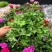 天竺葵盆栽花卉植物室内花易养活重瓣直立大花苗四季绿植带花