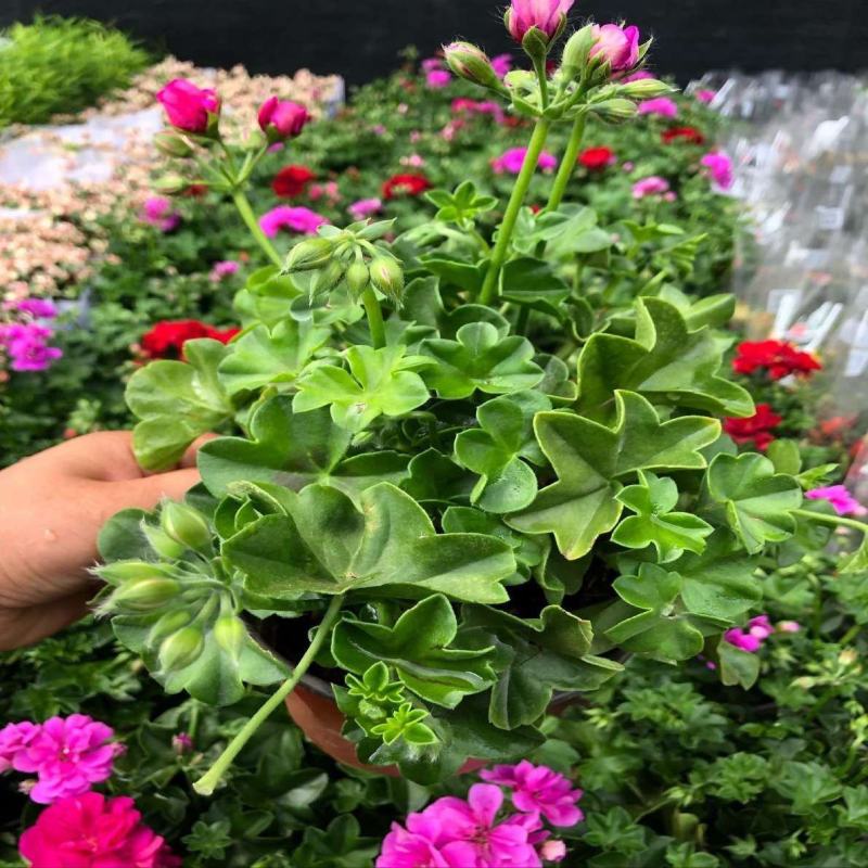 天竺葵盆栽花卉植物室内花易养活重瓣直立大花苗四季绿植带花