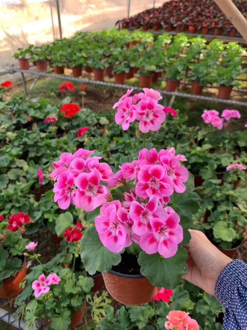 天竺葵盆栽花卉植物室内花易养活重瓣直立大花苗四季绿植带花