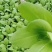 山东省曹县万亩叶菜基地