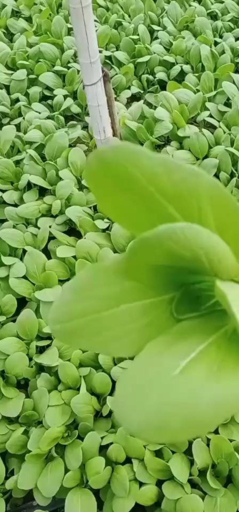 山东省曹县万亩叶菜基地