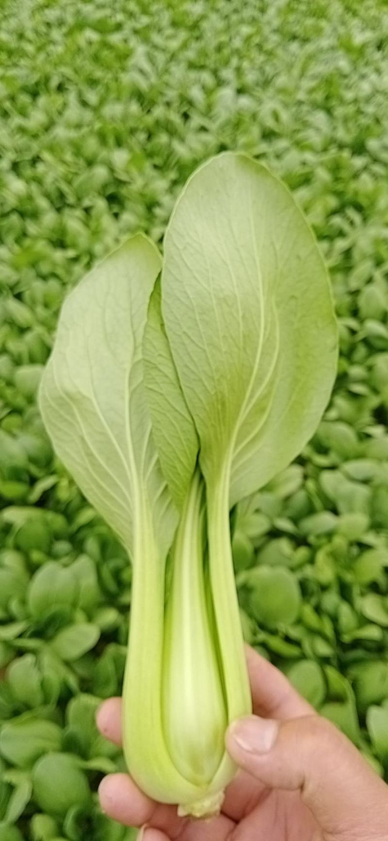 山东省曹县万亩叶菜基地