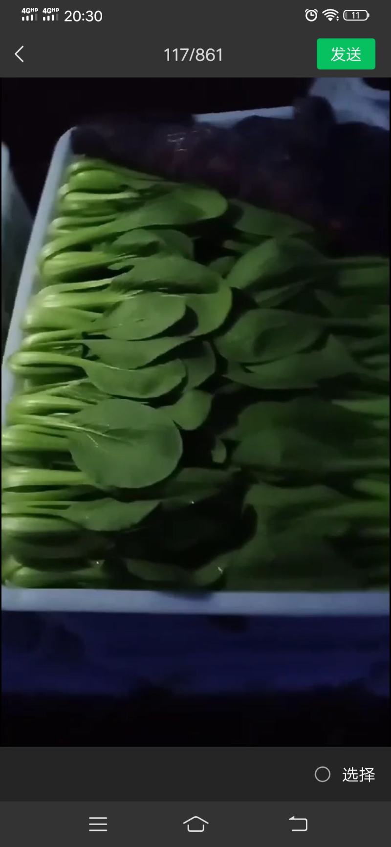 山东省曹县万亩叶菜基地