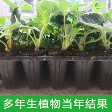 四季草莓苗脱毒盆栽地栽阳台果树苗南北方种植当年结果奶油草