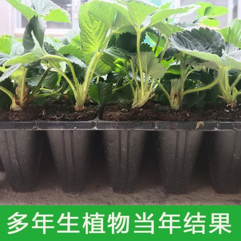 四季草莓苗脱毒盆栽地栽阳台果树苗南北方种植当年结果奶油草