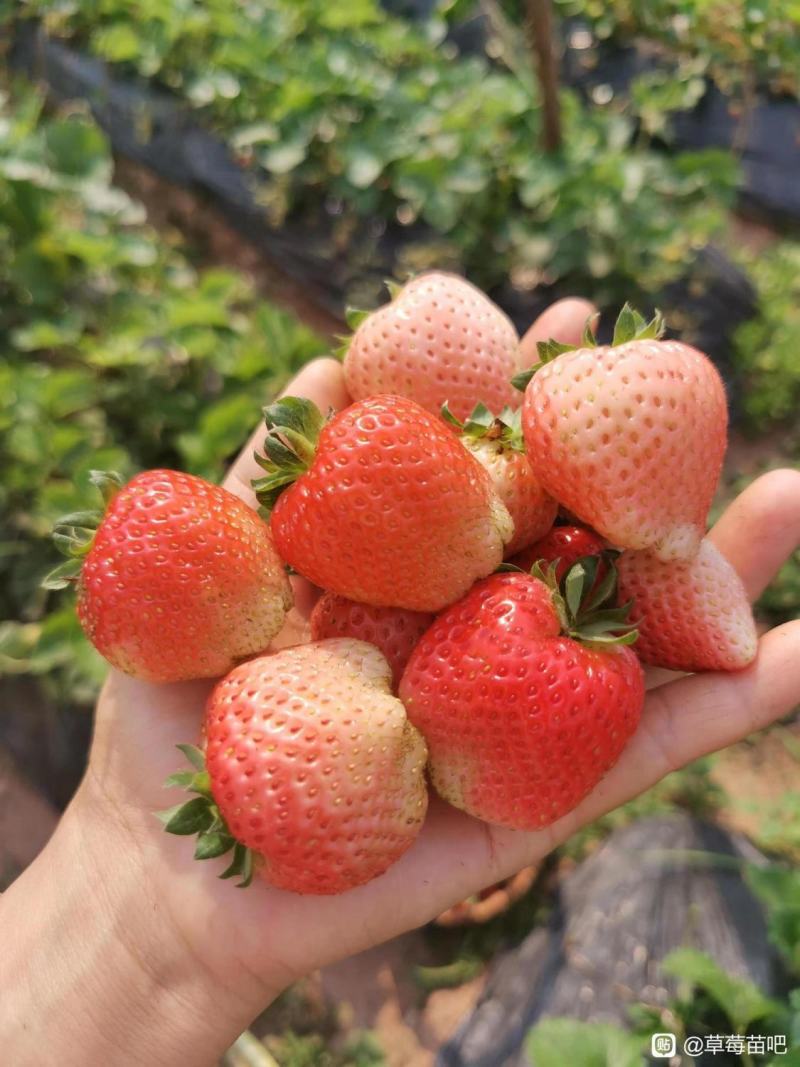 四季草莓苗脱毒盆栽地栽阳台果树苗南北方种植当年结果奶油草