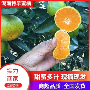 【推荐】湖南精品万亩特早蜜桔，甜蜜多汁，一条龙服务！