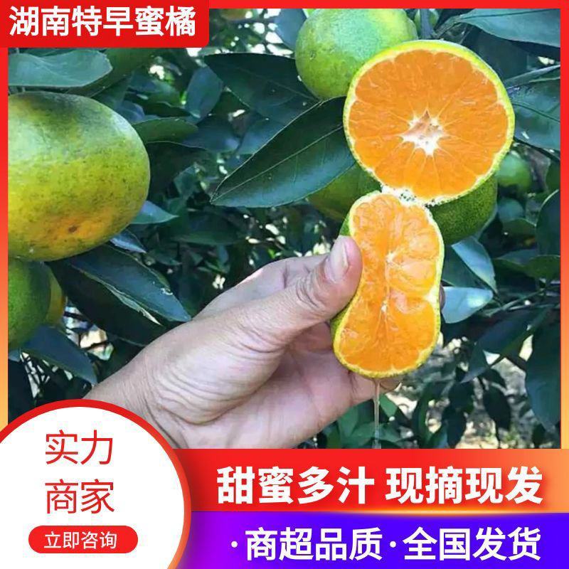 【推荐】湖南精品万亩特早蜜桔，甜蜜多汁，一条龙服务！