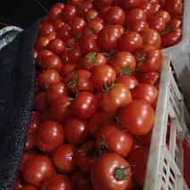 西红柿大量上市