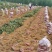 大量供303红薯，纯沙土地，口感特别软糯香甜……