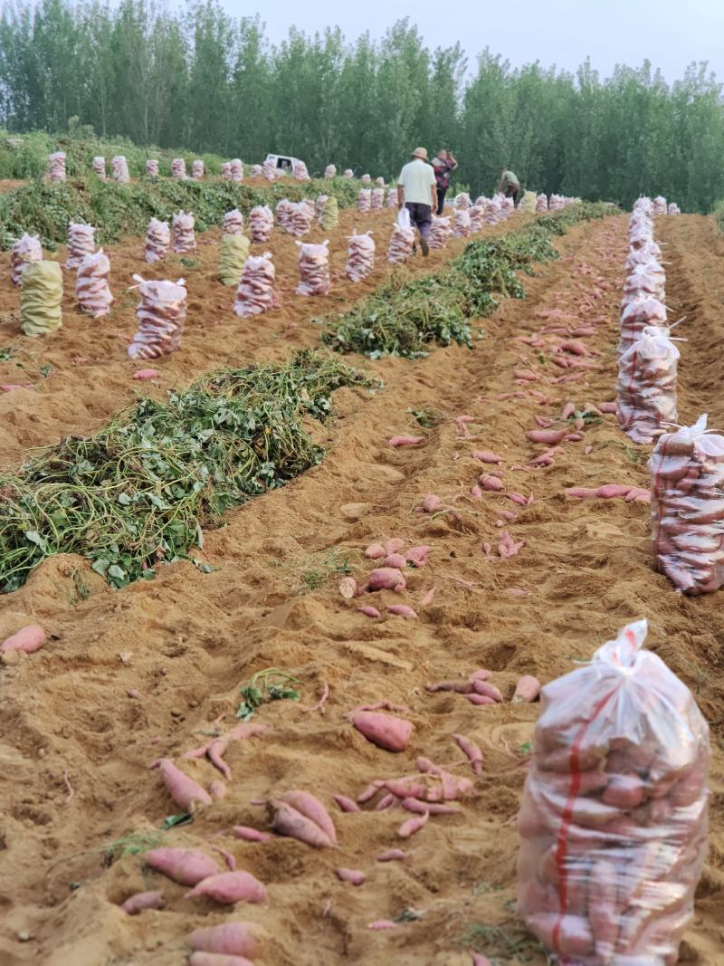 大量供303红薯，纯沙土地，口感特别软糯香甜……