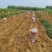 大量供303红薯，纯沙土地，口感特别软糯香甜……