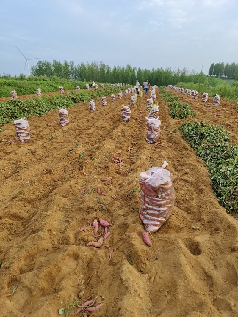 大量供303红薯，纯沙土地，口感特别软糯香甜……