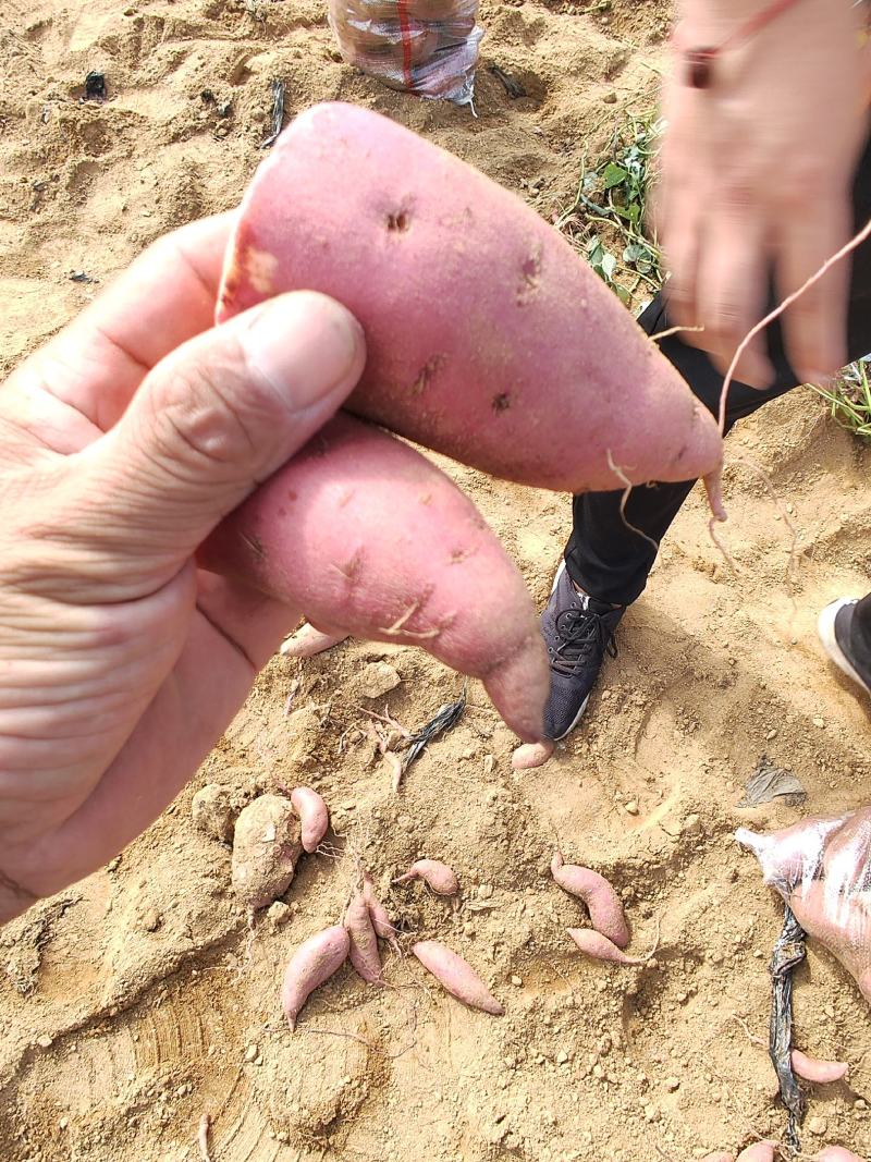 大量供303红薯，纯沙土地，口感特别软糯香甜……