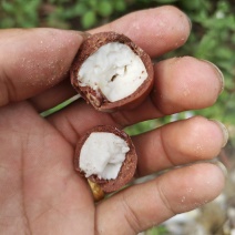 坚果夏威夷果果