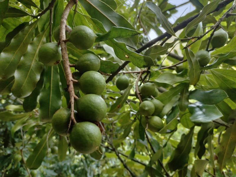 坚果夏威夷果果