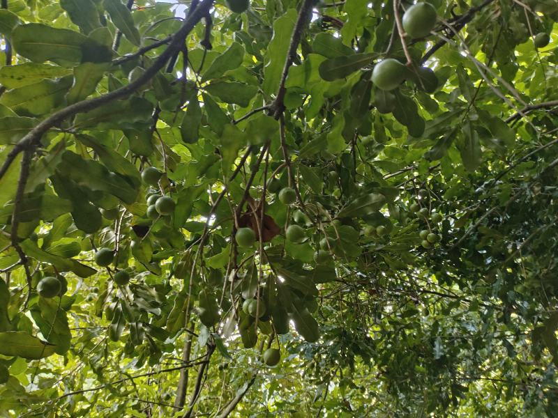 坚果夏威夷果果