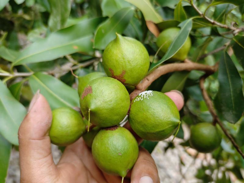 坚果夏威夷果果