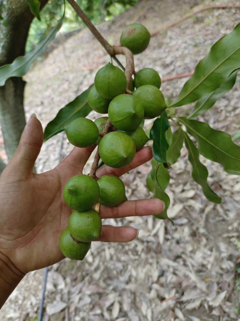 坚果夏威夷果果
