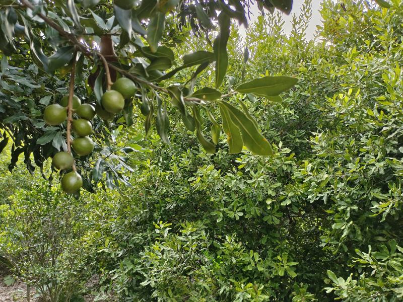 坚果夏威夷果果